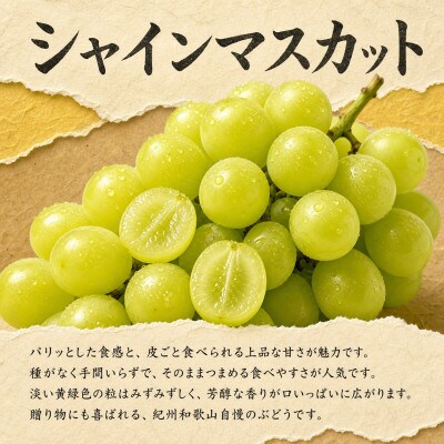 【発送月固定定期便】紀州和歌山産旬のフルーツセット(種なし巨峰・シャイン・みかん)全3回