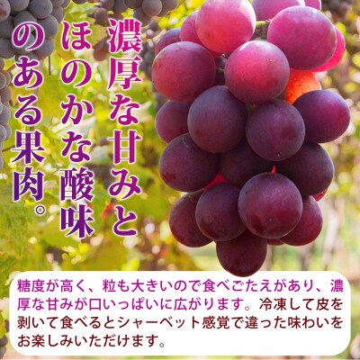 【発送月固定定期便】紀州和歌山産旬のフルーツセット(種なし巨峰・シャイン・みかん・不知火)全4回