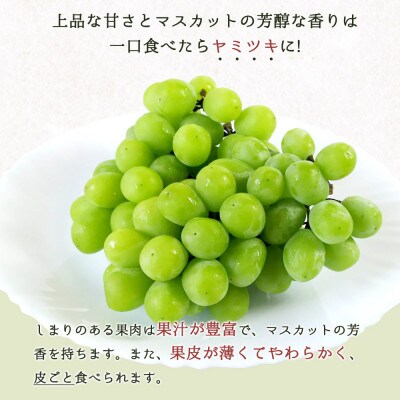 【発送月固定定期便】紀州和歌山産旬のフルーツセット(種なし巨峰・シャイン・みかん・不知火)全4回