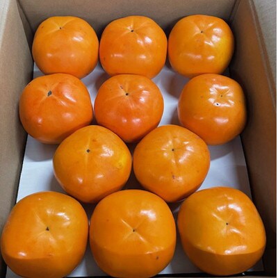 富有柿の新品種「紀州てまり」約7.5kg(22玉～32玉おまかせ)【由良町】