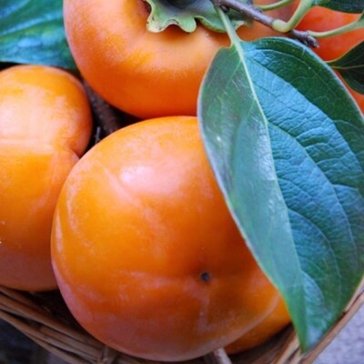 【厳選・産直】和歌山産富有柿約2kg 化粧箱入り(2L～4Lサイズおまかせ)【由良町】