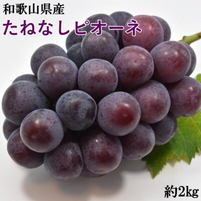 【新鮮・産直】和歌山かつらぎ町産のたねなしピオーネ約2kg