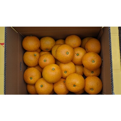 【栽培期間中出来るだけ農薬を減らした】由良八朔 10kg(Mから2Lサイズまで ※サイズ選択不可)
