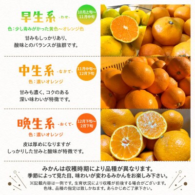 【先行受付 10月～発送】有田育ちのご家庭用完熟有田みかん　5kg