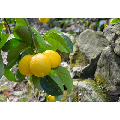 [4本入り]和歌山県産レモン果汁(ストレート・果汁100%)◆添加物・保存料不使用◆
