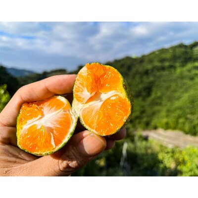 〈ゆら早生〉濃厚な甘味・酸味が詰まった味わい深いみかん!5kg