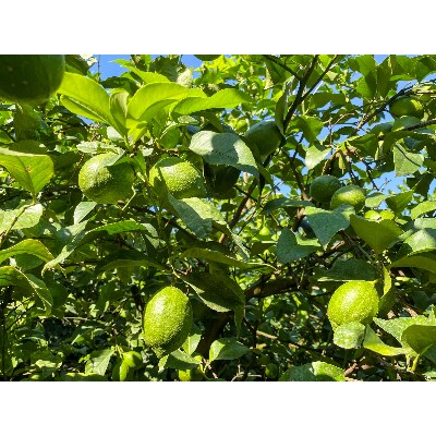 皮まで使える和歌山県産グリーンレモン(大小混合・5kg)