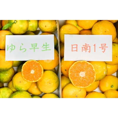 秋みかん食べ比べセット(ゆら早生・日南1号・大小混合5kg・有田みかん)