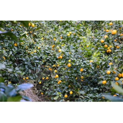 [和歌山県産]完熟レモン!皮までご使用いただける低農薬栽培!