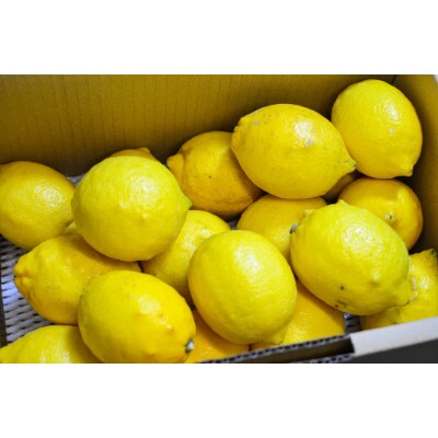 [和歌山県産]完熟レモン!皮までご使用いただける低農薬栽培!