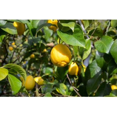 [5本入り]和歌山県産レモン果汁(ストレート・果汁100%)◆添加物・保存料不使用◆