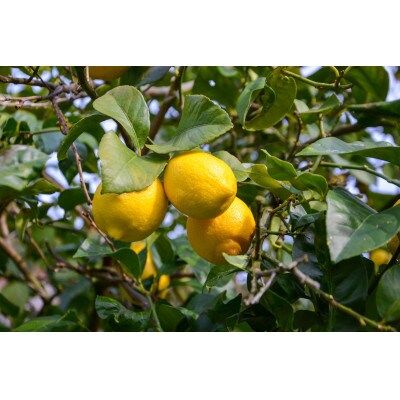 [5本入り]和歌山県産レモン果汁(ストレート・果汁100%)◆添加物・保存料不使用◆