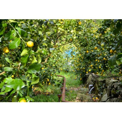 [5本入り]和歌山県産レモン果汁(ストレート・果汁100%)◆添加物・保存料不使用◆
