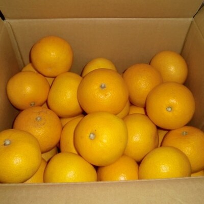 【産直】和歌山由良町産の木成り熟成八朔約10kg(S~Lサイズをお届け)(由良町)