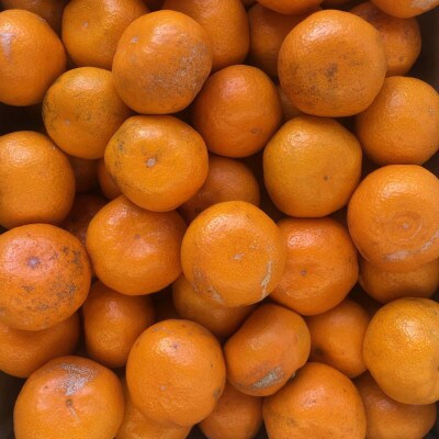 【訳あり・ご家庭用】和歌山由良町産のみかん約5kg(由良町)