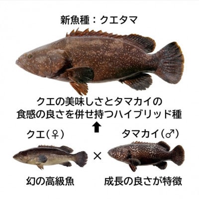 近大クエタマ鍋セット 500g 特製ぽん酢付