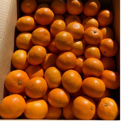 温州みかん(サイズ混合)10キロ