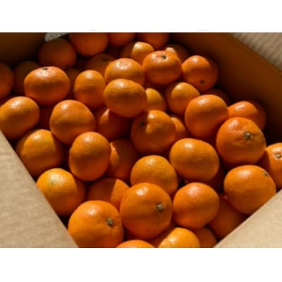 温州みかん(サイズ混合)10キロ