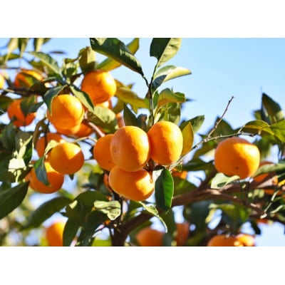 温州みかん(サイズ混合)5キロ