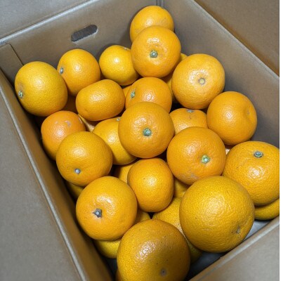 はっさく(サイズ混合)10キロ