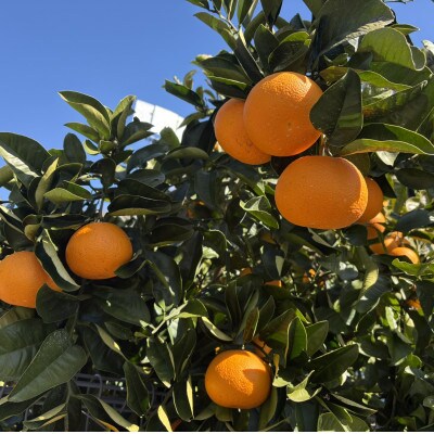 はっさく(サイズ混合)10キロ