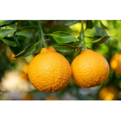 【化粧箱入り】不知火(12～20玉入り)