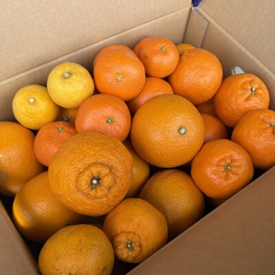 旬の柑橘詰め合わせ(3種以上)5キロ