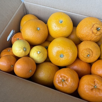 旬の柑橘詰め合わせ(3種以上)5キロ