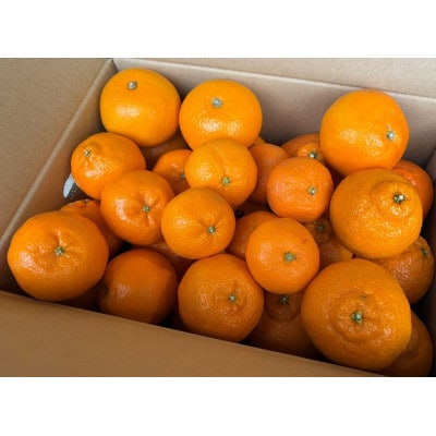 旬の柑橘詰め合わせ(3種以上)5キロ