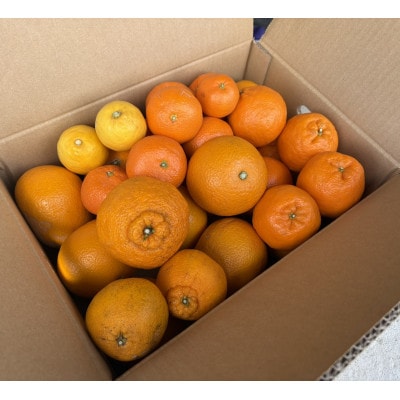 【訳あり】旬の柑橘詰め合わせ(3種以上)5キロ