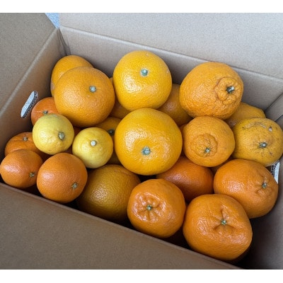 【訳あり】旬の柑橘詰め合わせ(3種以上)5キロ