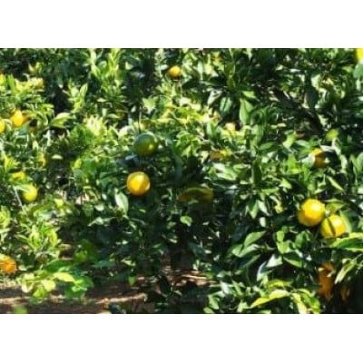 【訳あり】由良早生みかん(サイズ混合)3キロ