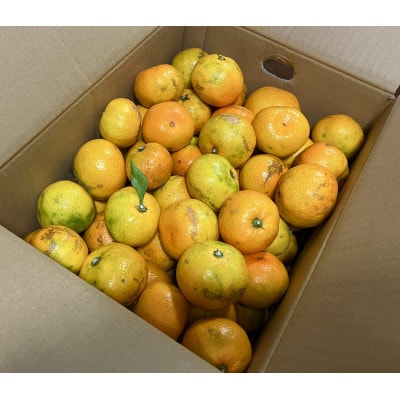 【訳あり】由良早生みかん(サイズ混合)5キロ