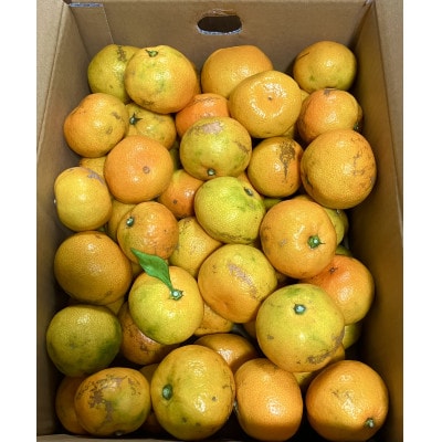 【訳あり】由良早生みかん(サイズ混合)5キロ