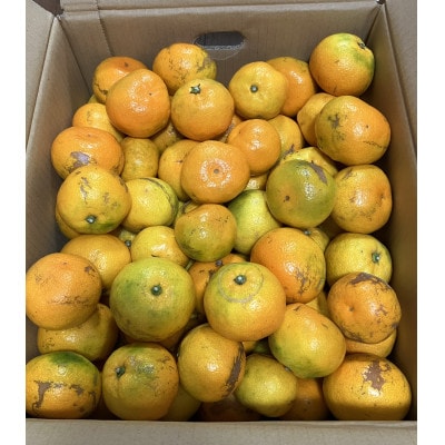 【訳あり】由良早生みかん(サイズ混合)10キロ