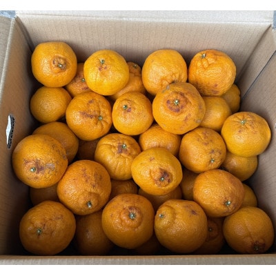 【訳あり】不知火(サイズ混合)5キロ