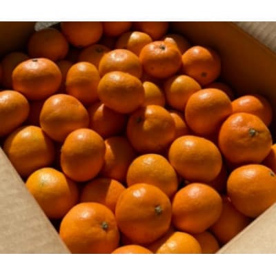 温州みかん(サイズ混合)3キロ