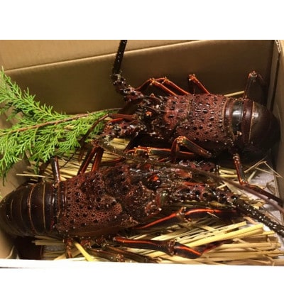 【2026年】紀州由良港の活け伊勢海老(約300～400g)