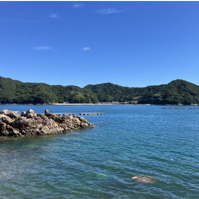 【2026年】紀州由良港の活け伊勢海老(約300～400g)