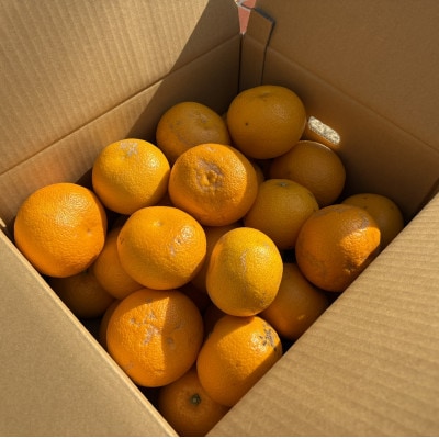 【訳あり】はっさく(サイズ混合)10キロ