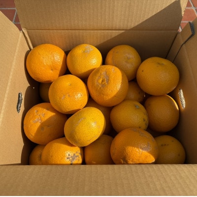 【訳あり】はっさく(サイズ混合)10キロ