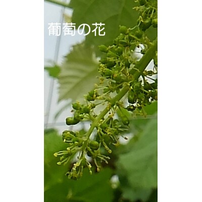 大粒のシャインマスカット1房600g以上　2房入り1.2Kg～1.5Kg入　生産農家直送　化粧箱入り