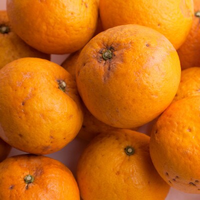 家庭用 甘夏柑10kg+250g(傷み補償分)【初夏のみかん・旬の果物】【有田産】【光センサー選果】