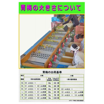 【梅干・梅酒用等】紀州和歌山の熟南高梅(約3kg+3%)【6月下旬～7月中旬順次発送】