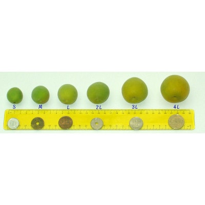 【梅干・梅酒用等】紀州和歌山の熟南高梅(約3kg+3%)【6月下旬～7月中旬順次発送】