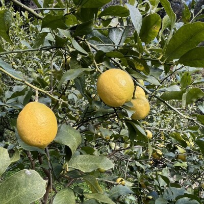 *2月より順次発送*【産直】由良町産の安心国産レモン約5kg(有機質肥料使用)