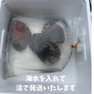 紀州の黒アワビ1kg