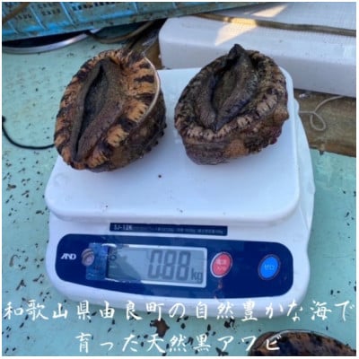 紀州の黒アワビ1kg