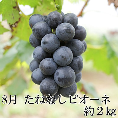 【発送月固定定期便】和歌山の夏の人気フルーツ定期便 全3回