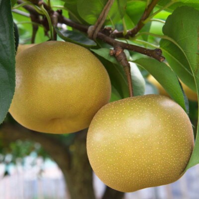 和歌山県産の梨約2kg(品種おまかせ)【由良町】